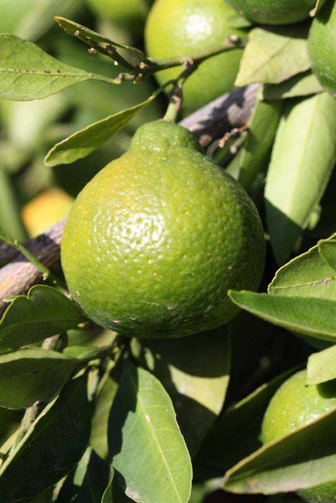              Immature fruit (Riverside, CA)       